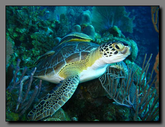 green turtle with remora